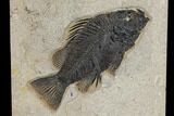 Priscacara & Diplomystus Fossil Fish Plate - Wyoming #151607-2